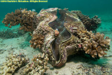 giant clam