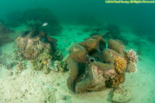 giant clams