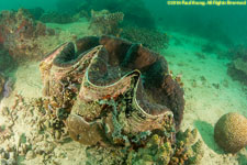 giant clam