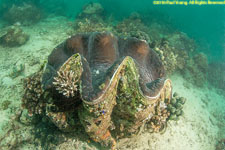 giant clam