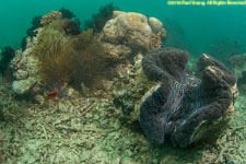 giant clam and anemone