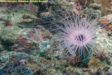 tube anemone