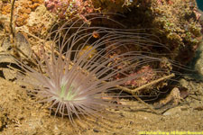 cerianthid