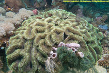 brain coral