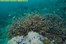 staghorn coral