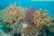 soft corals