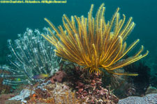 crinoids