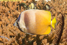 butterflyfish