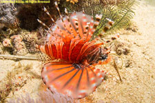 lionfish