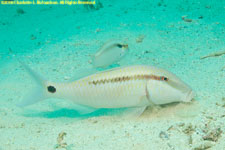 goatfish