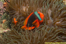 clownfish