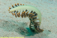 sea pen