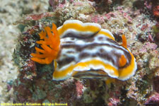 Flabellina