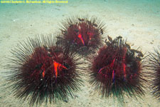 urchins