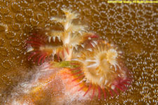 Christmas-tree worm