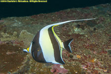 Moorish idol