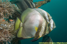 batfish