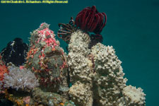 frogfish