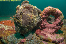 frogfish and eye