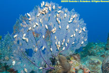 sea fan and flamingo tongues