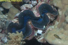 tridacna clam