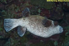 masked puffer