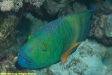 broomtail wrasse