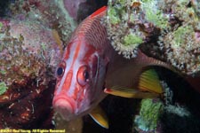 giant squirrelfish