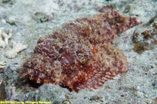 scorpionfish