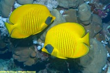 masked butterflyfish pair