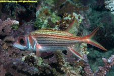 squirrelfish