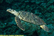 hawksbill turtle