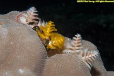 Christmas tree worms