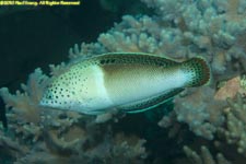 wrasse