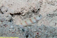 shrimp goby