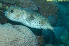 yellow spotted burrfish