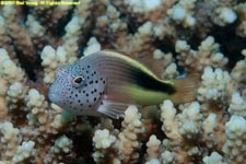 blotched hawkfish in coral