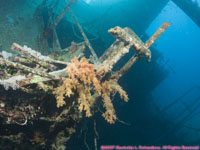 wide angle view of wreck