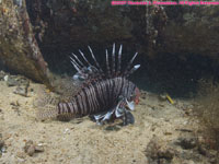 common lionfish