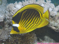 Red Sea raccoon butterflyfish