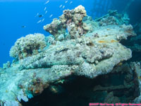 Indian Ocean crocodile fish on wreck