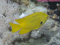 sulphur damsel