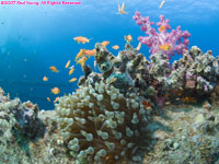 anemone and coral on wreck