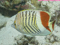 crown butterflyfish