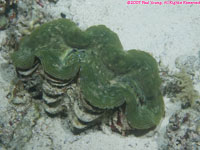 tridacna clam