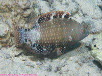 juvenile rockmover wrasse