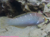 unknown wrasse??