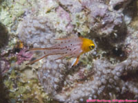 cardinalfish??