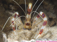 banded coral shrimp