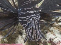 common lionfish